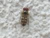 Lapposyrphus lapponicus